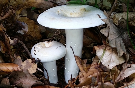 Langstieliger Pfeffermilchling (Lactifluus piperatus) - © Bernard Wieser